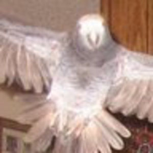 Meet your Posher, Henry